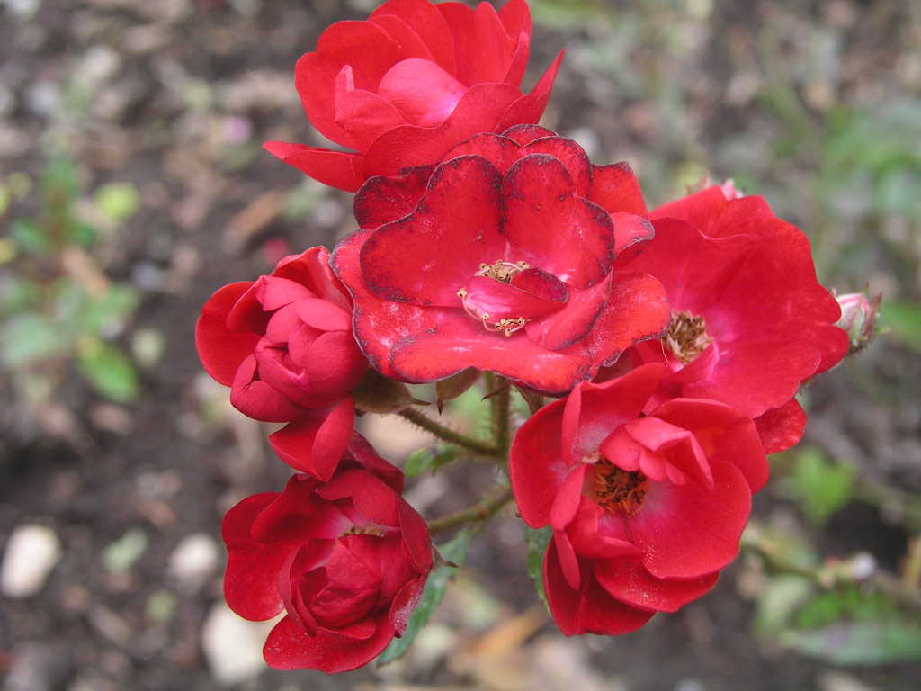 růže ?s. ?erven K?