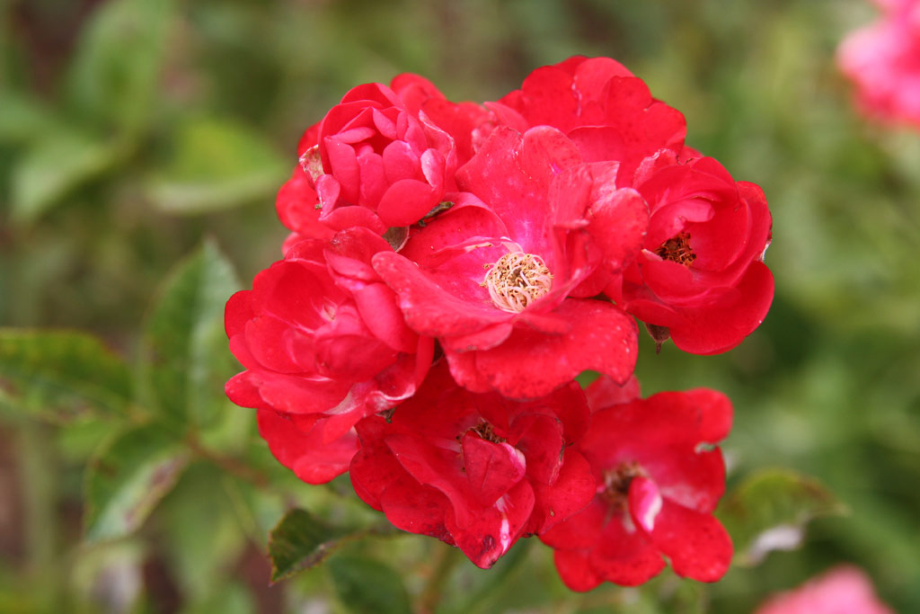 růže ?s. ?erven K?