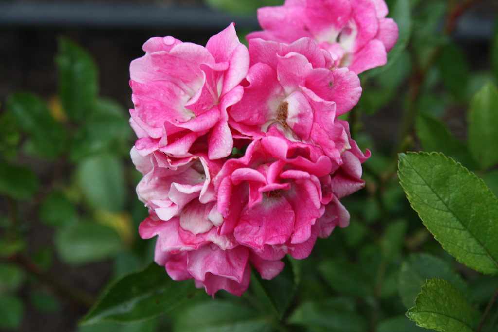 růže ?s. ?erven K? Mutace ABH*