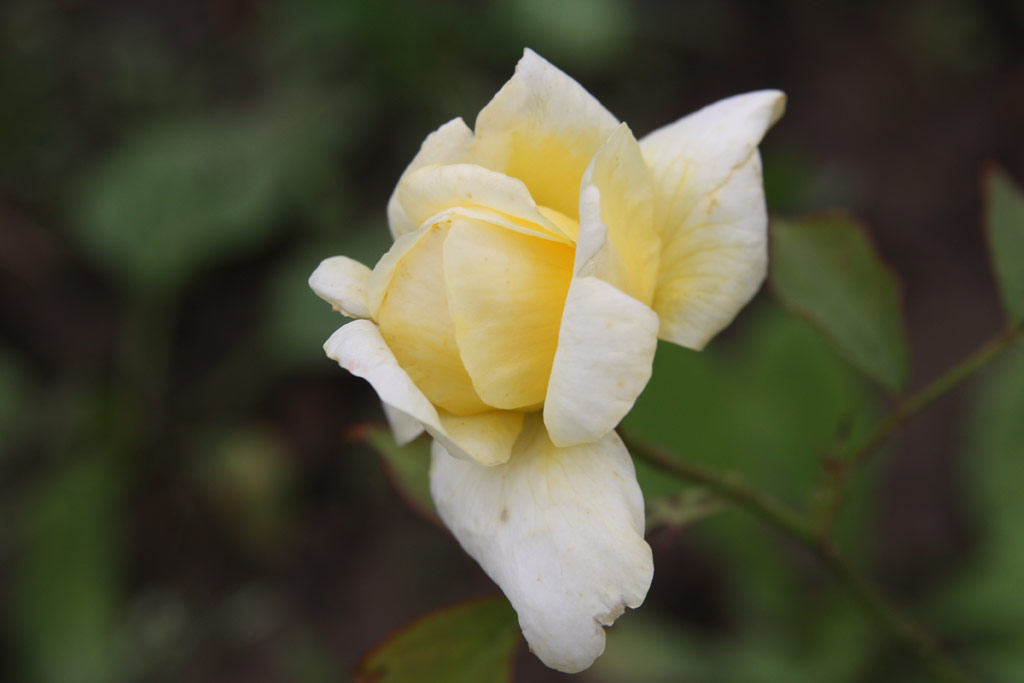 růže Csapody Vera Emlke