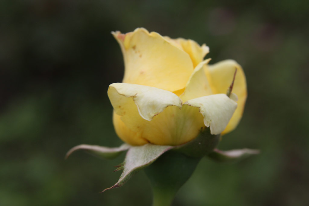 růže Csodlatos Mandarin