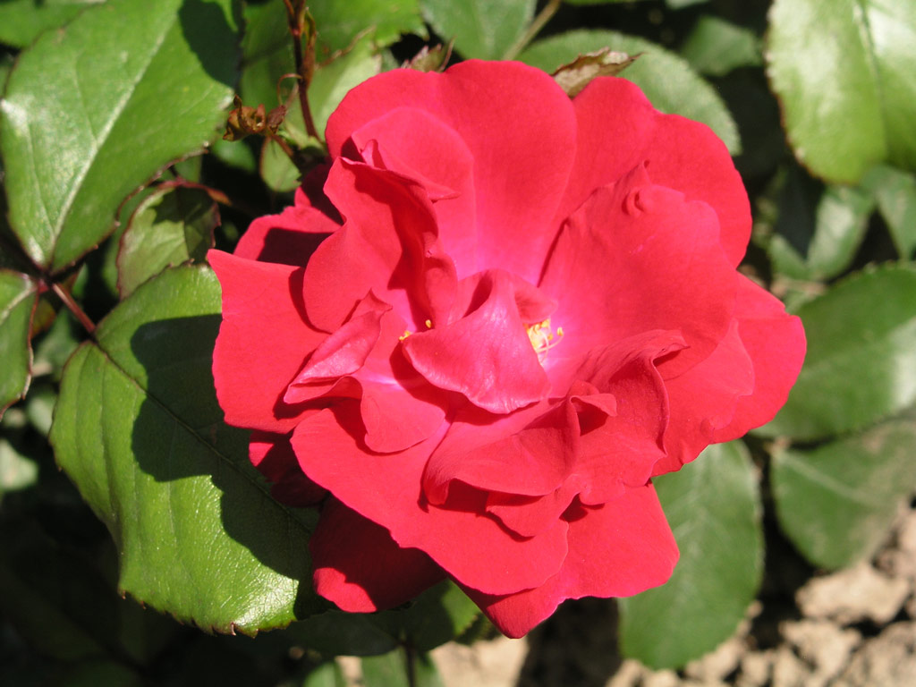 růže D. T. Poulsen