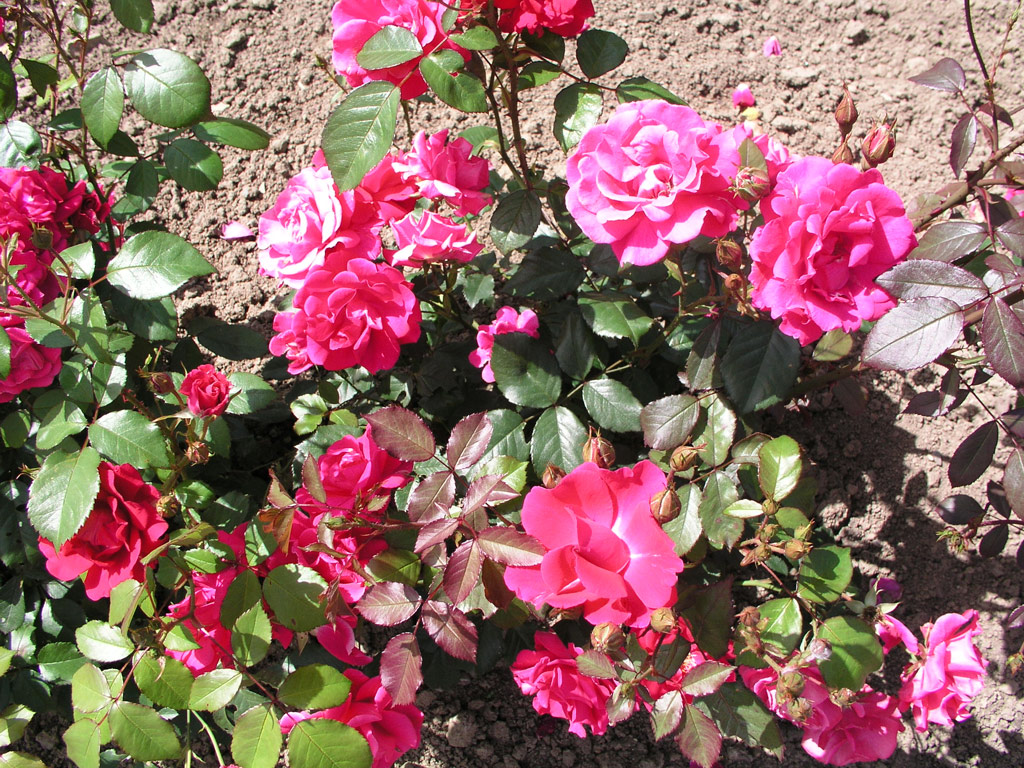 růže D. T. Poulsen