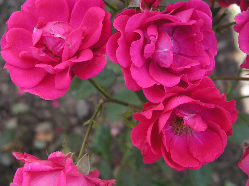 růže D. T. Poulsen