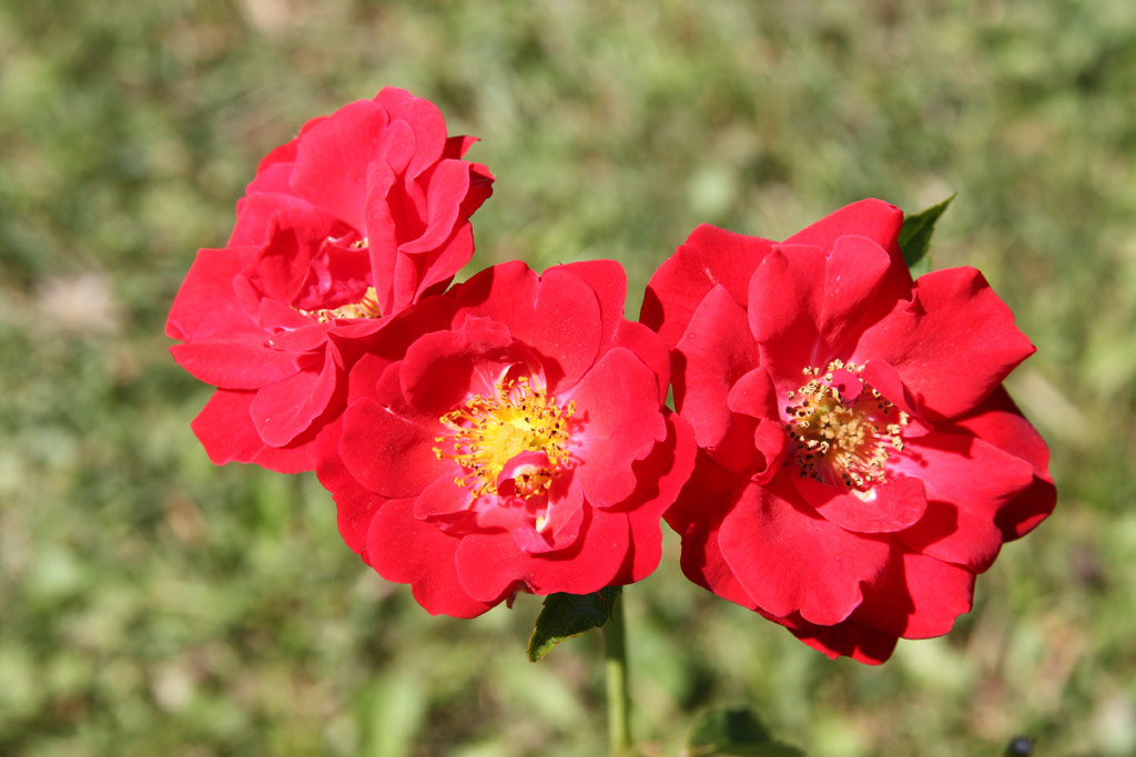 růže Dacapo (Poulsen)