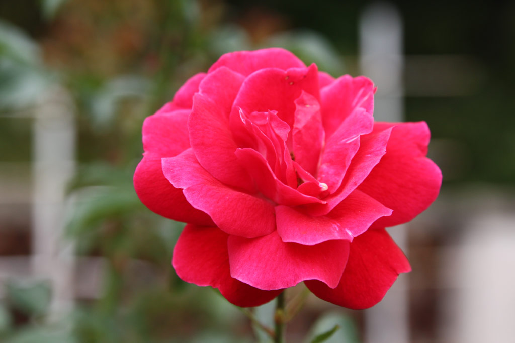 růže Dacapo (Poulsen)