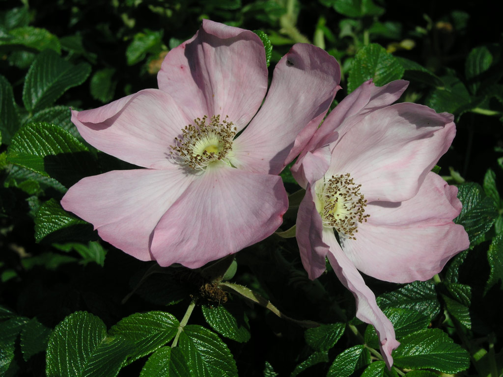 růže Dagmar Hastrup