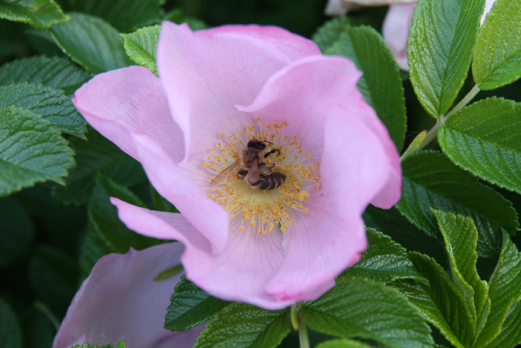 růže Dagmar Hastrup