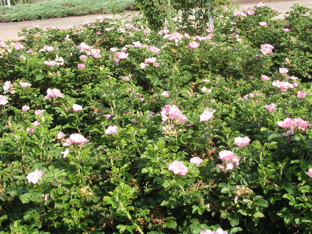 růže Dagmar Hastrup