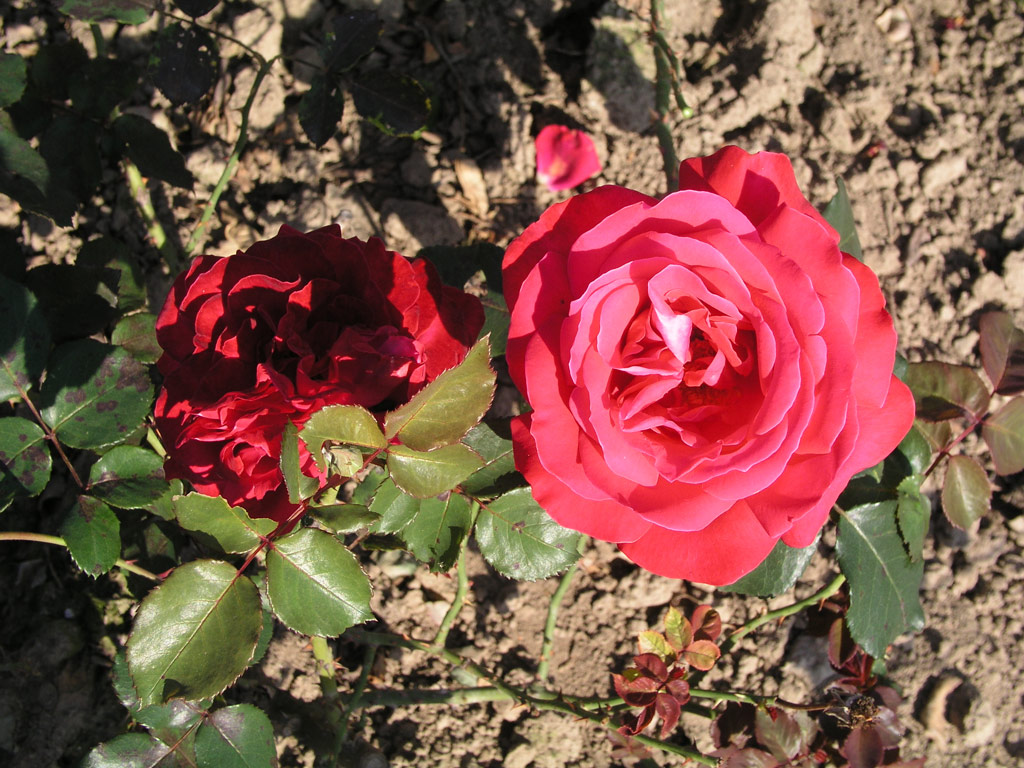 růže Dame de Coeur