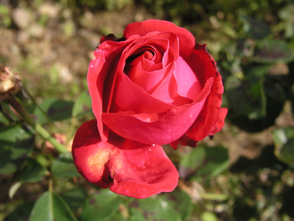 růže Dame de Coeur