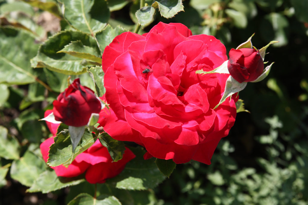 růže Dame de Coeur