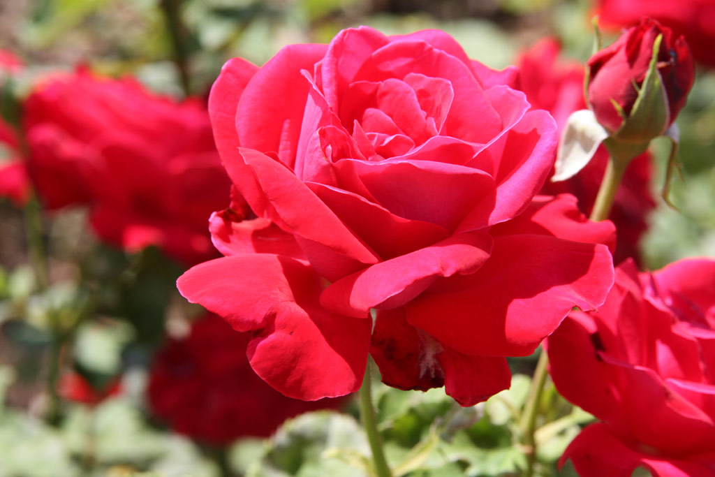 růže Dame de Coeur