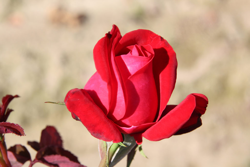 růže Dame de Coeur