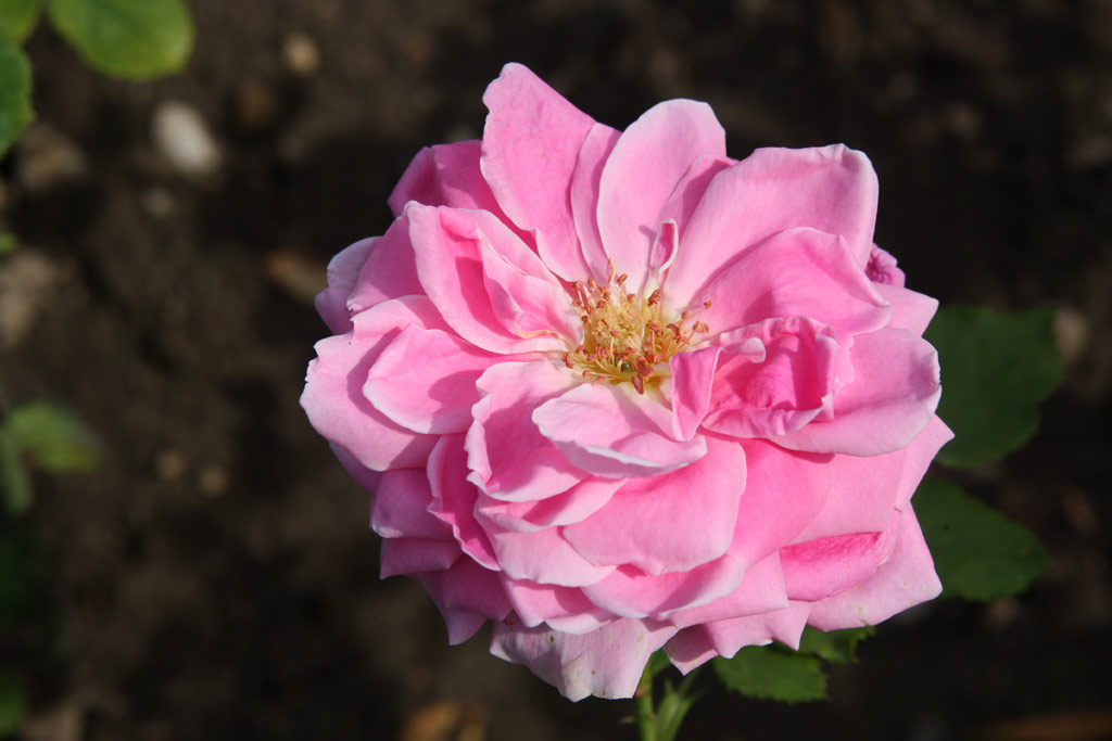 růže Dame Edith Helen