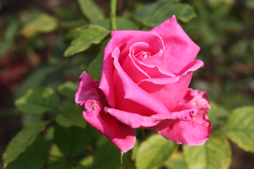 růže Dame Edith Helen