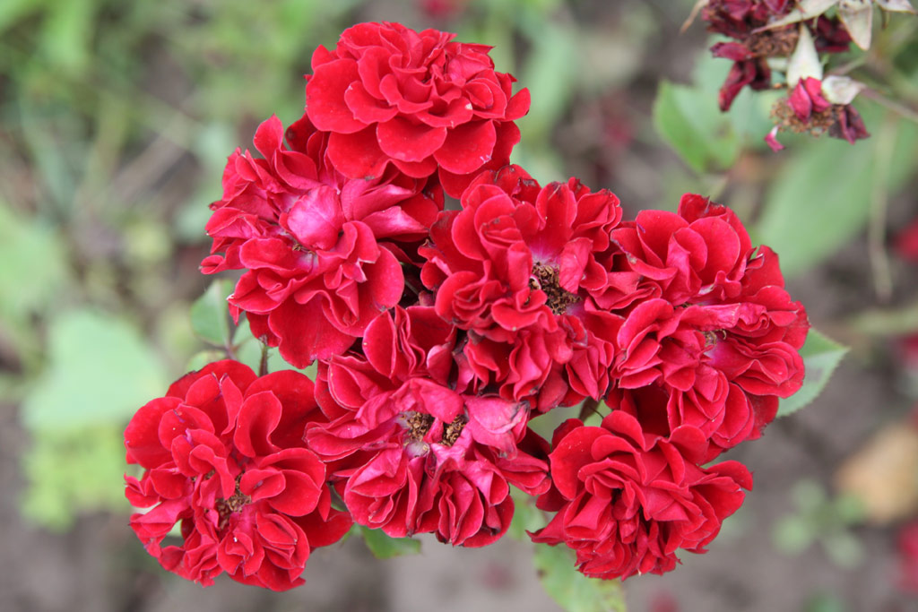 růže Dank Pista Emlke