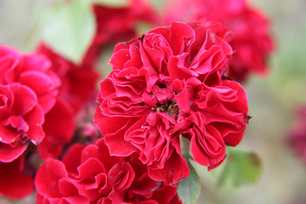 růže Dank Pista Emlke