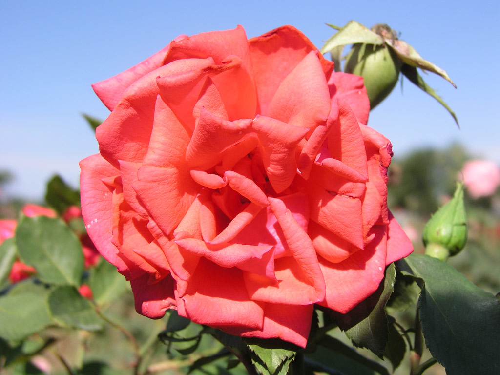 růže Danny Boy (Mc Gredy)