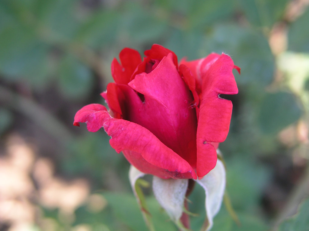 růže Danny Boy (Mc Gredy)