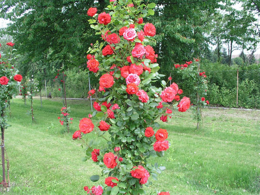 růže Danse des Sylphes