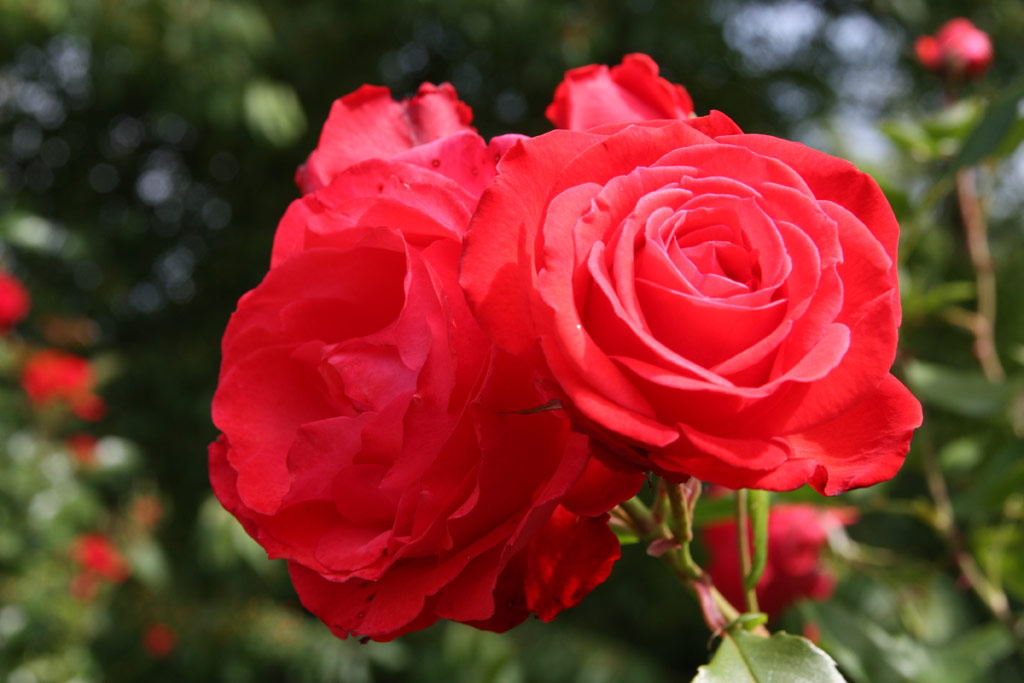 růže Danse des Sylphes