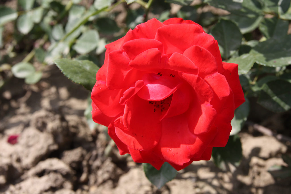 růže Danse des Sylphes