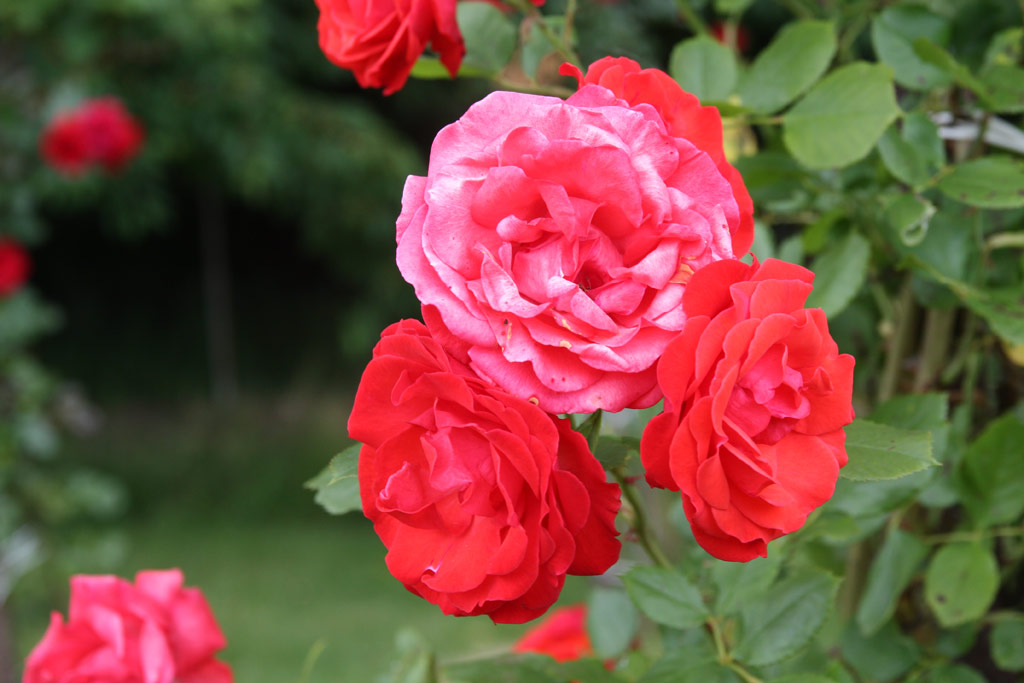 růže Danse des Sylphes