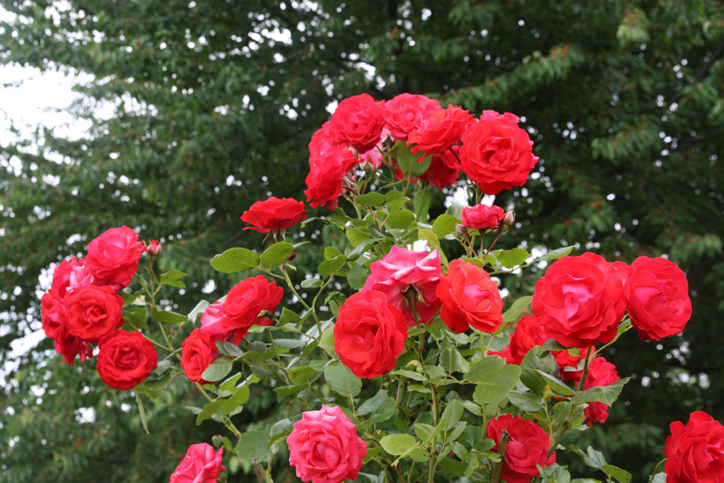 růže Danse des Sylphes