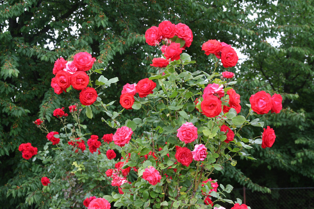 růže Danse des Sylphes