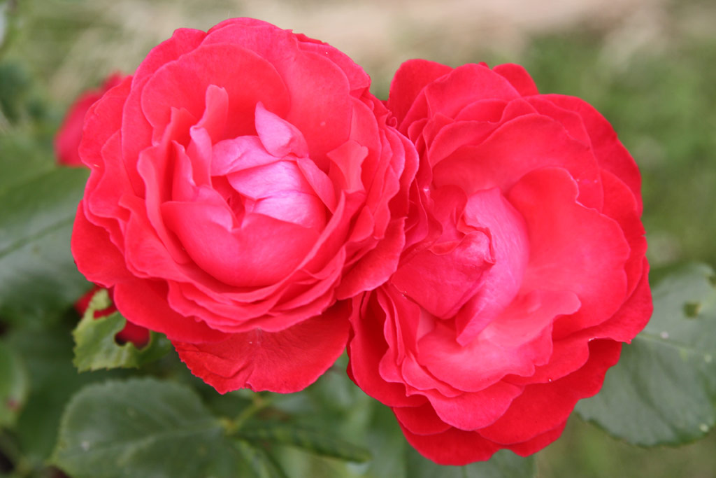 růže Danse des Sylphes