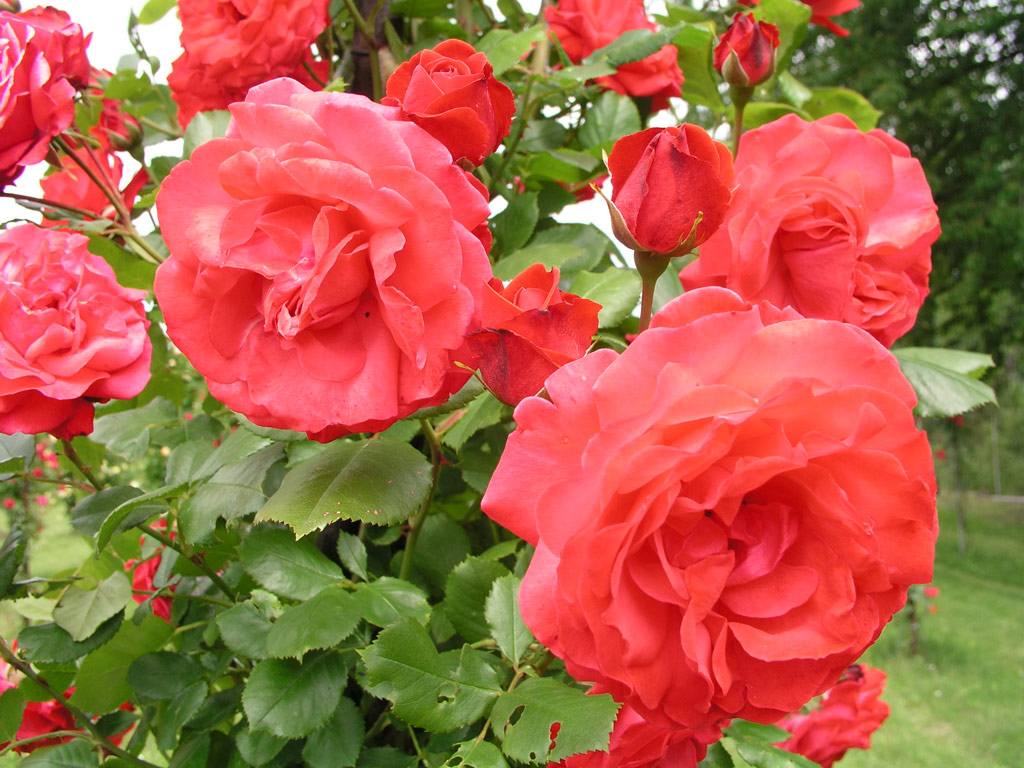 růže Danse des Sylphes