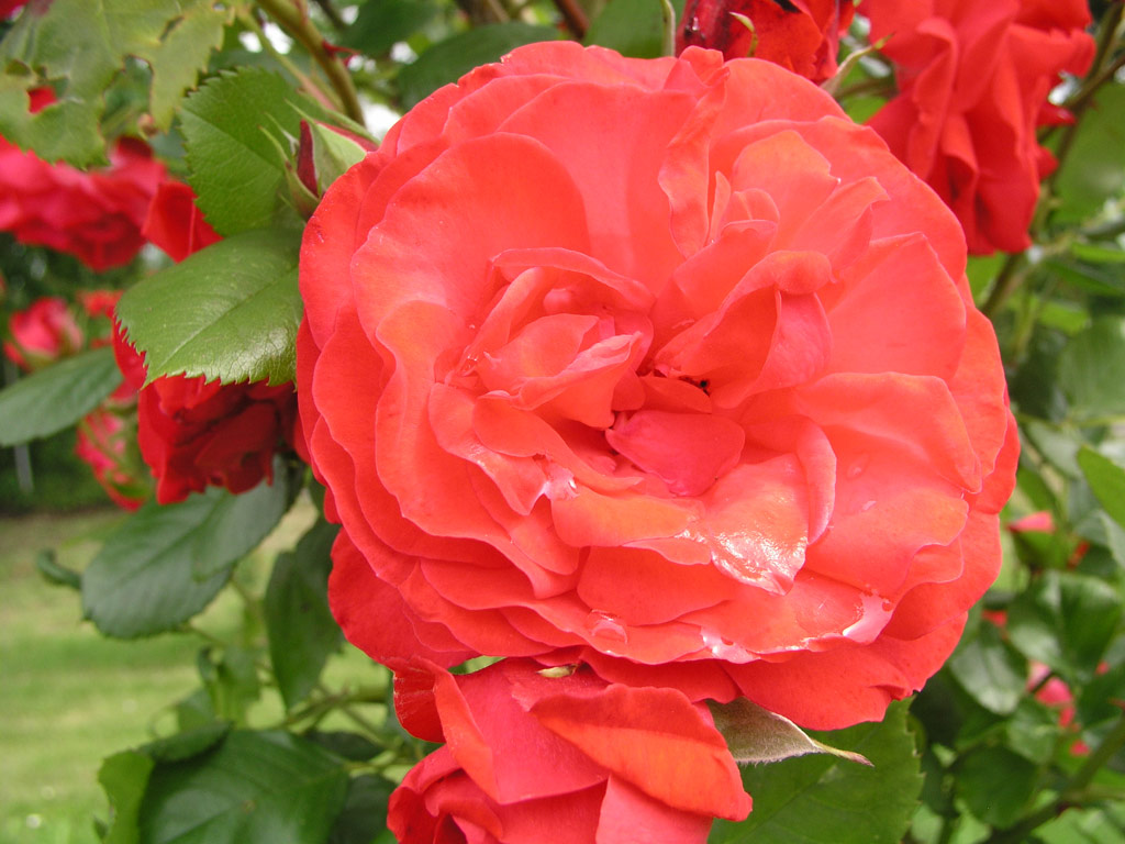 růže Danse des Sylphes