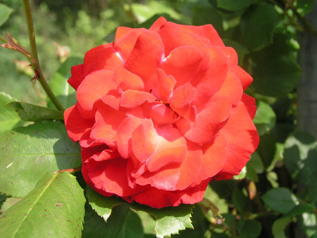 růže Danse des Sylphes