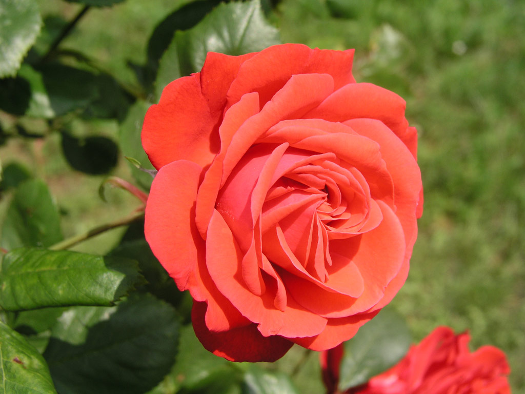 růže Danse des Sylphes