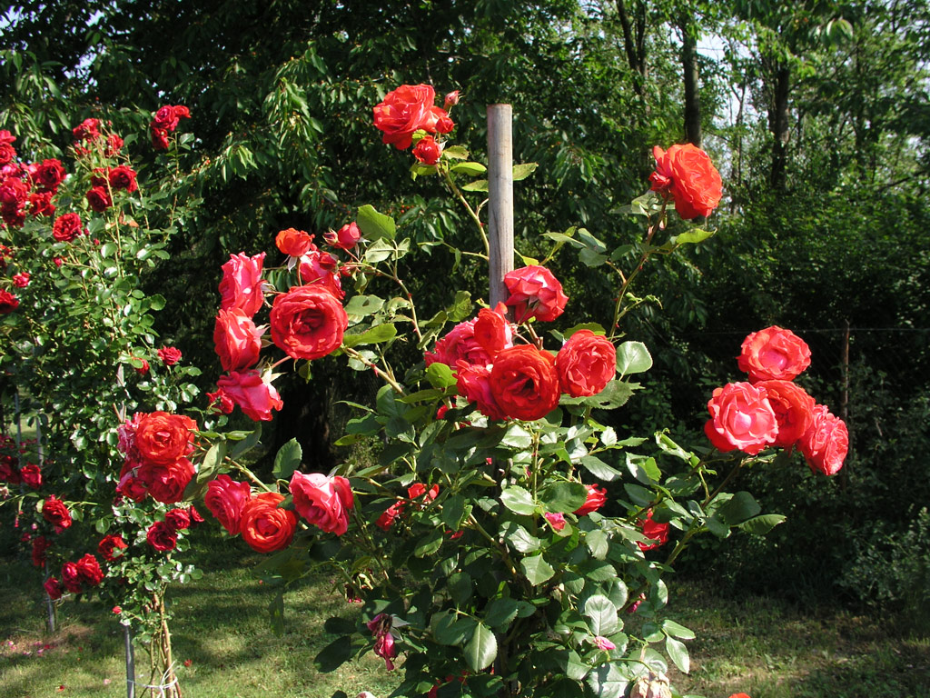 růže Danse des Sylphes