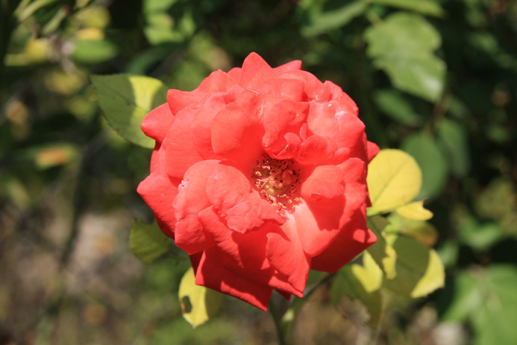 růže Danse des Sylphes