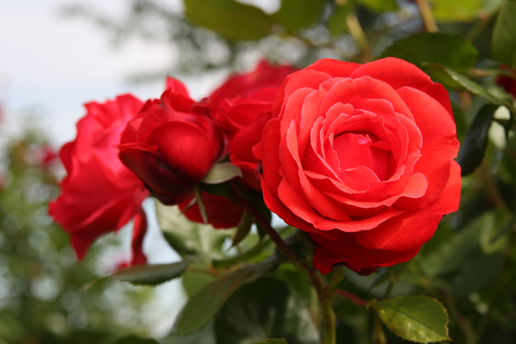 růže Danse des Sylphes