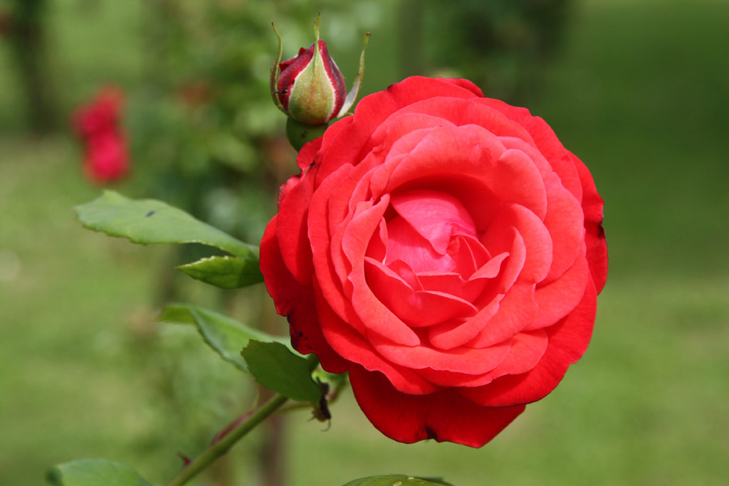 růže Danse des Sylphes