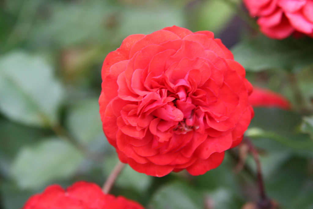 růže Darjeelingi Emlk