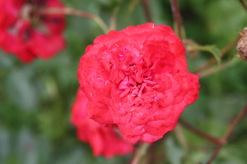 růže Darjeelingi Emlk