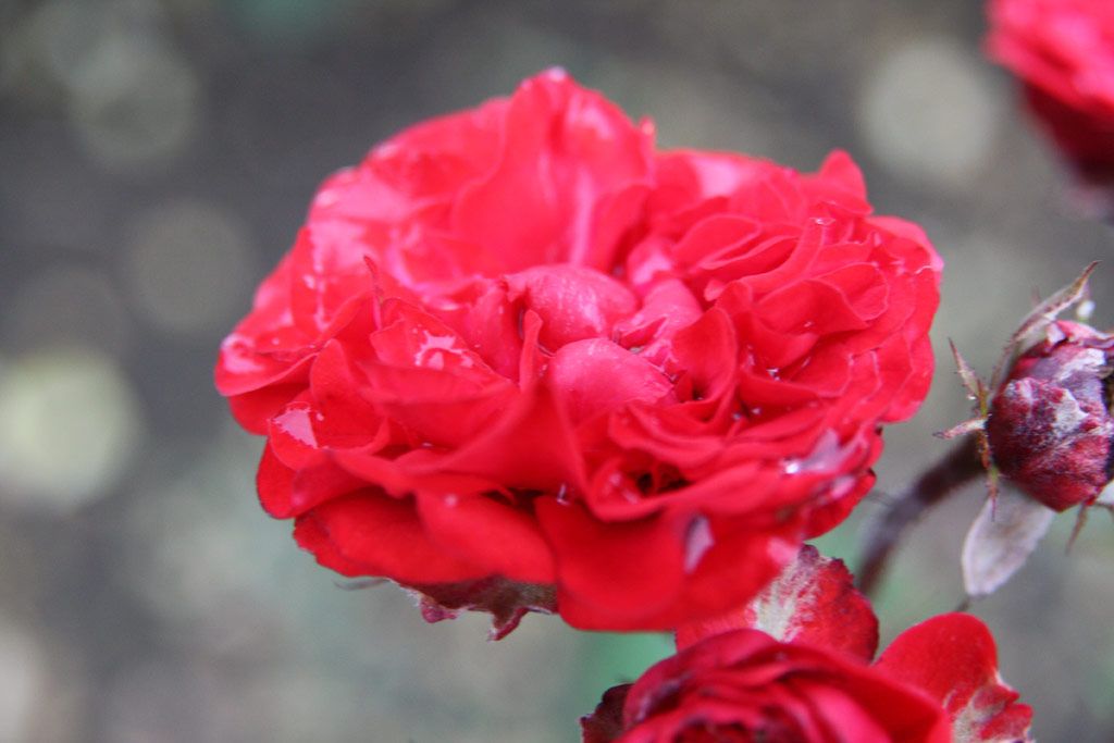 růže Darjeelingi Emlk