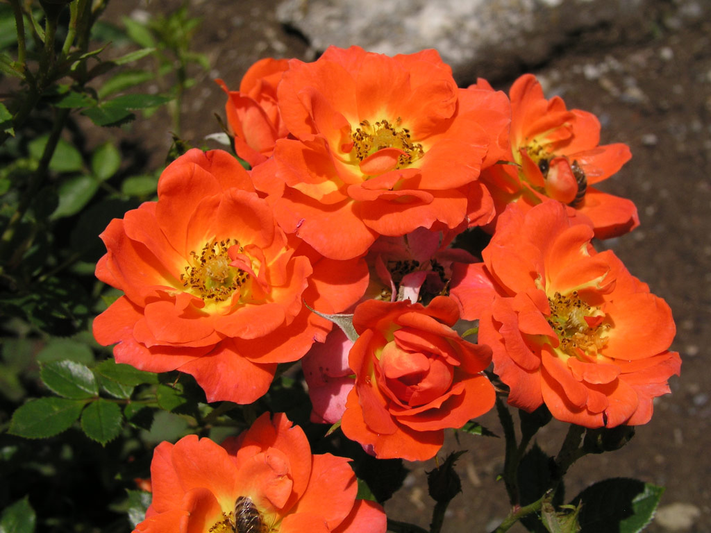 růže Darling Flame