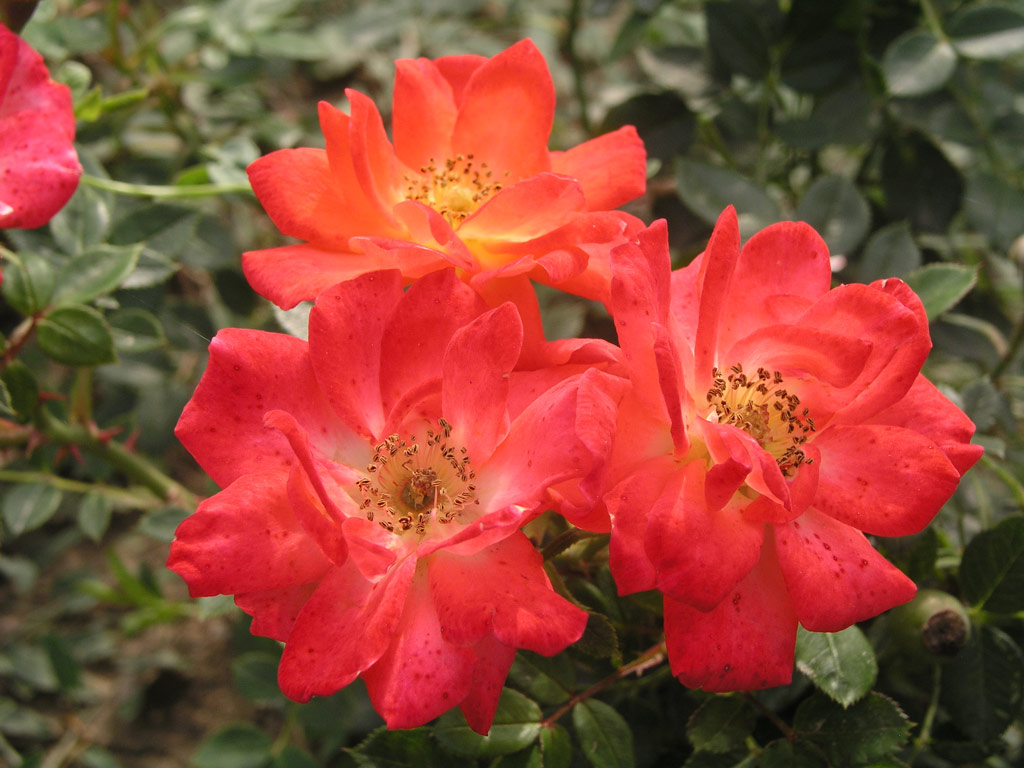 růže Darling Flame