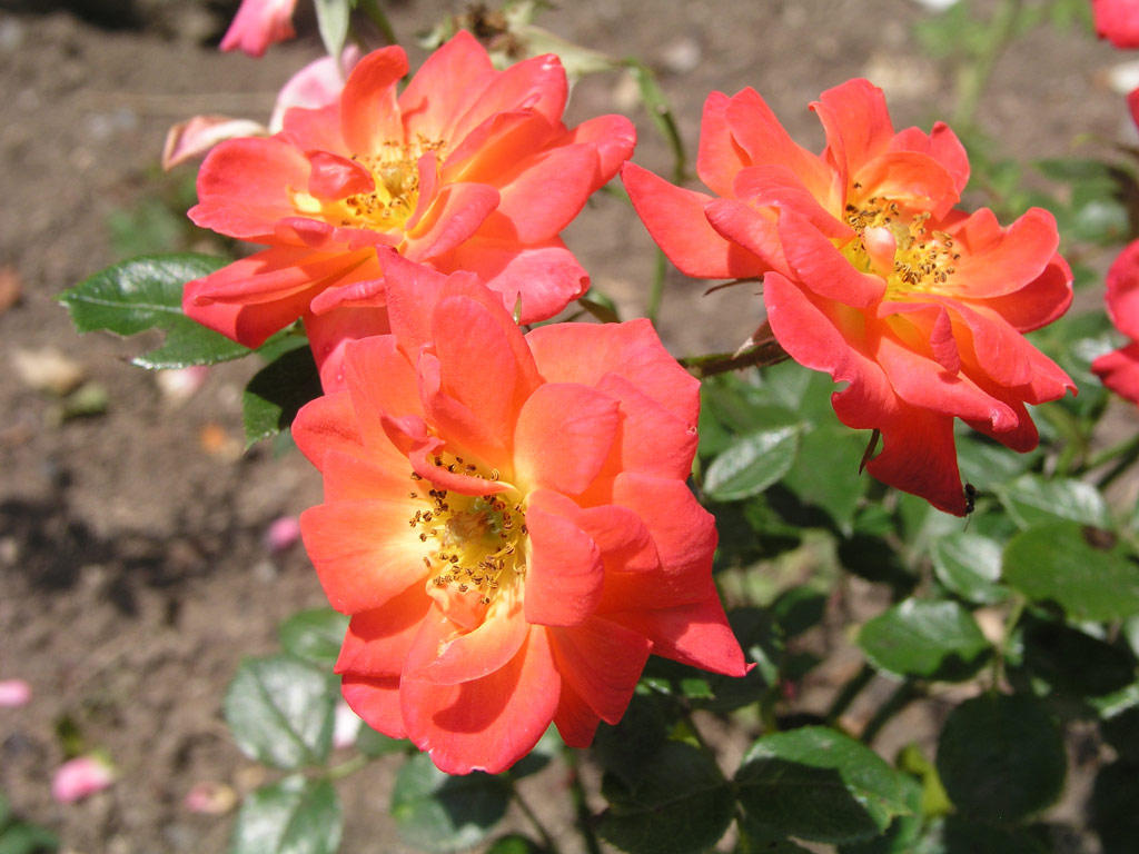 růže Darling Flame