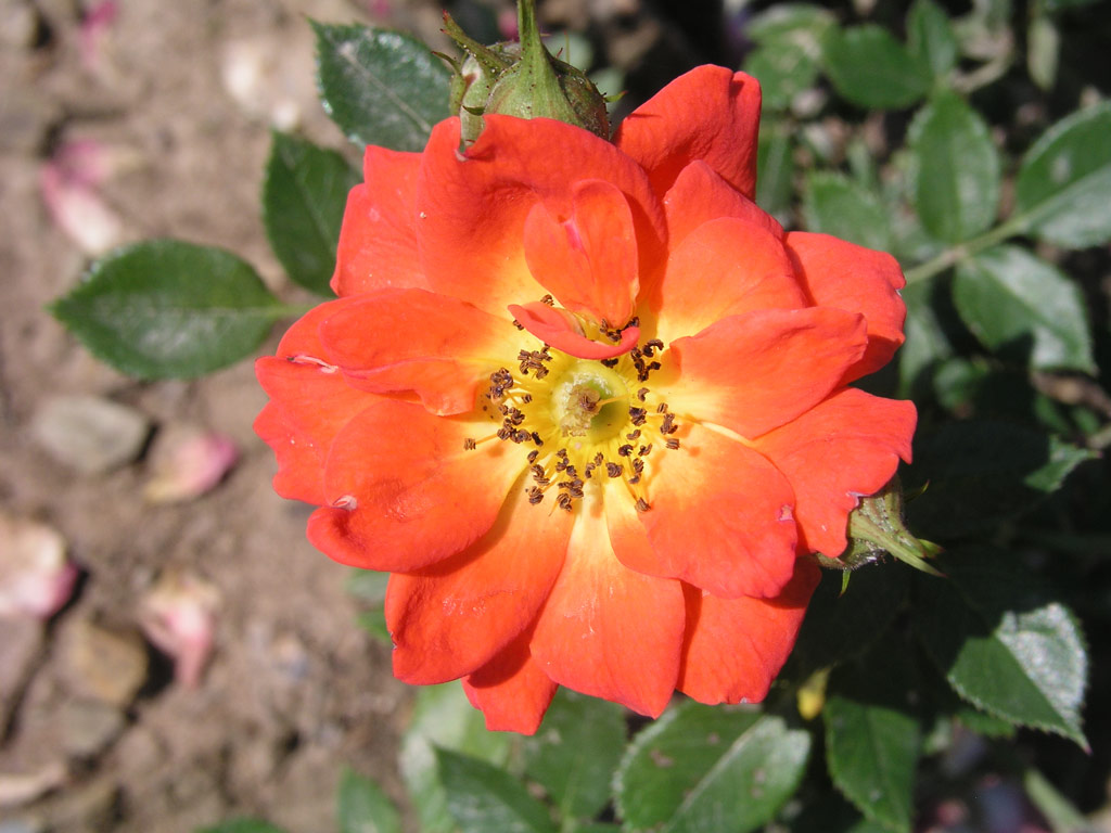 růže Darling Flame