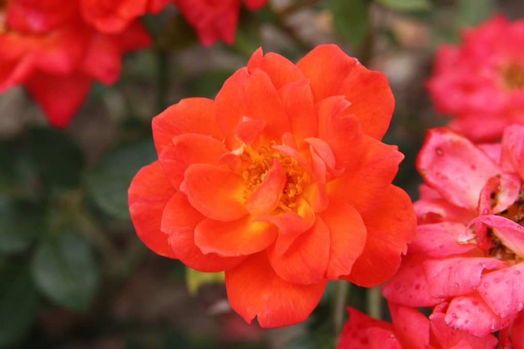 růže Darling Flame