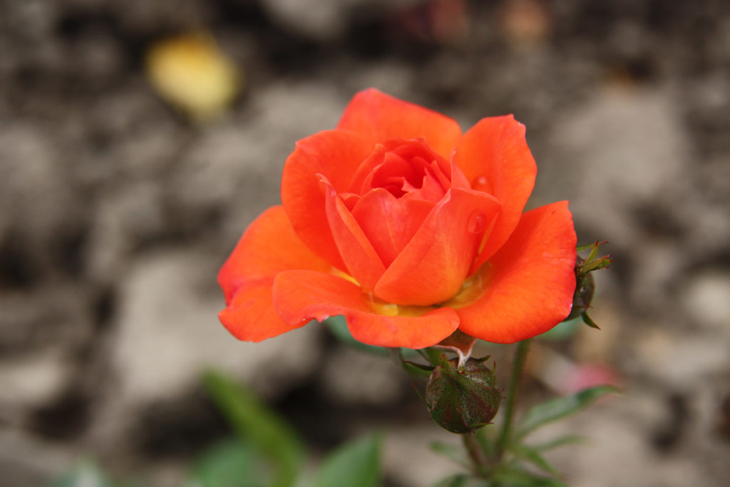 růže Darling Flame