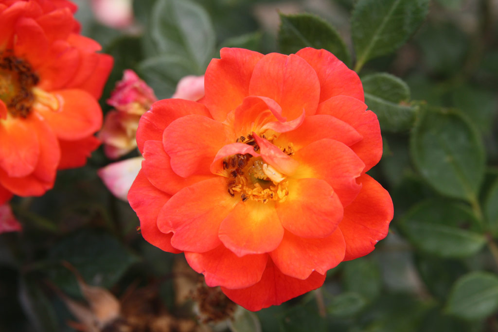 růže Darling Flame