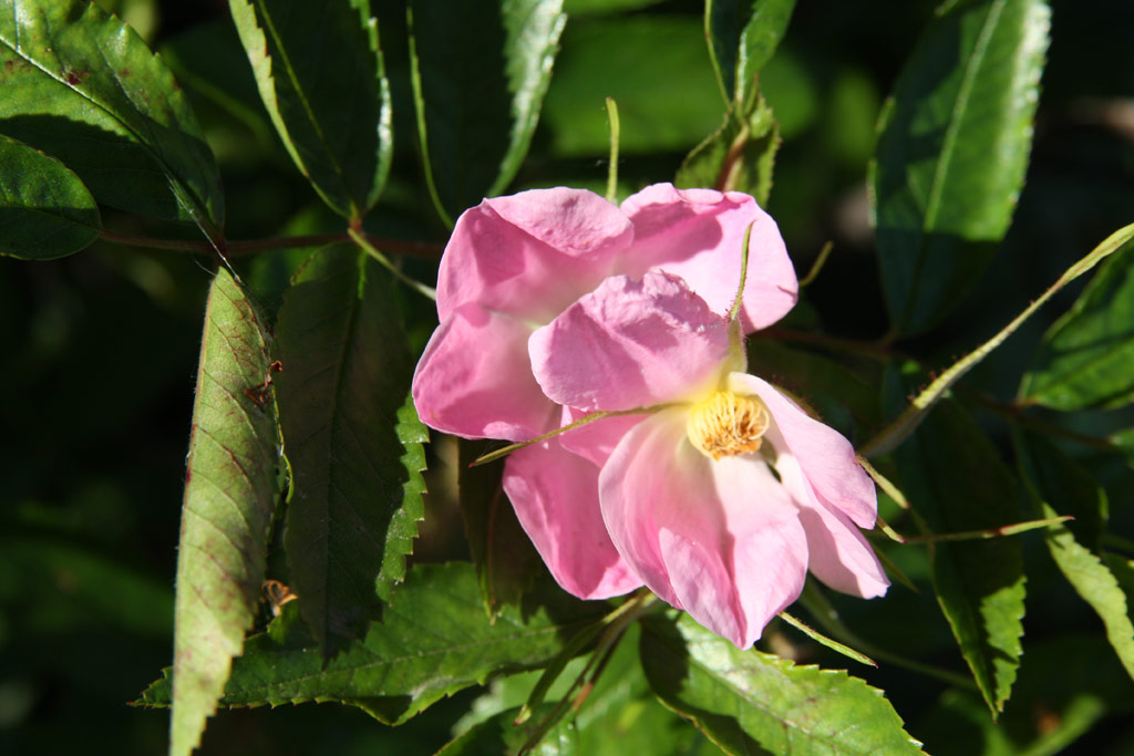 růže Darts Defender